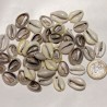 Cauris prets pour artisanat
