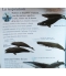 Baleines et dauphins 6-9 ans