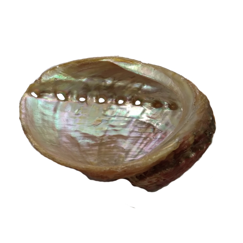 Coquille d'Abalone d'Ormeau Naturelle Nacrée utilisée pour la fumigati –  Okinaha